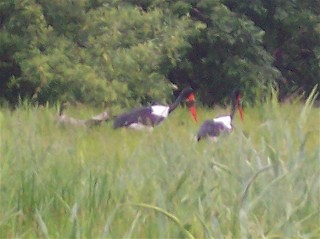 Bird with Big Beak